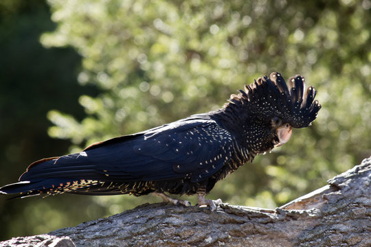 Female Red Tailed Black Cockatoo