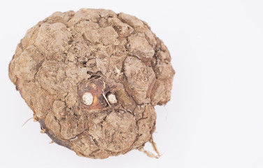 Medicinal roots de zarzaparrilla - Smilax aspera