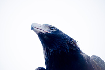 wedge tail eagle