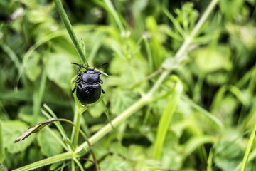 Bug climbing on on a plant