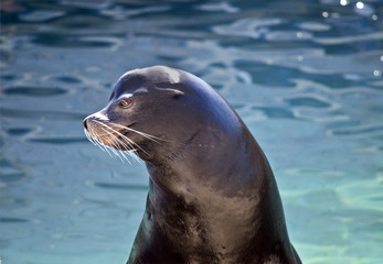 Naklejka premium seal