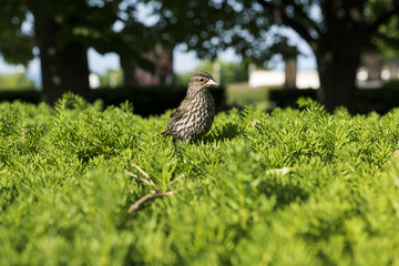 A bird on a bush