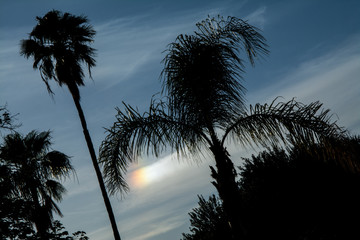 Sundog between the palm trees