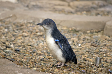 fairy penguin