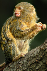 Monkey with a raisin