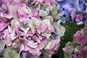 the Pink hydrangea close-up as a garden decoration. a bouquet for the bride
