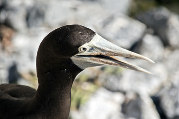 brown booby