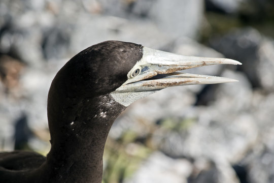 brown booby