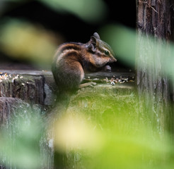 Chipmunk Stealing Birdseed