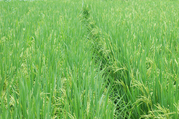 green rice field in farmland in Asia