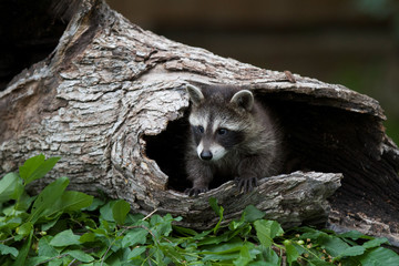 Baby Raccoon © Dee Carpenter