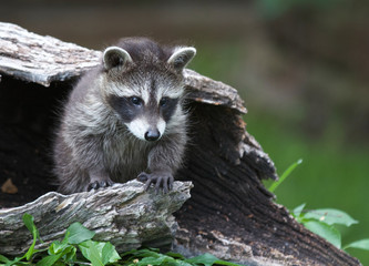 Baby Raccoon © Dee Carpenter