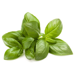 Sweet basil herb leaves bunch isolated on white background