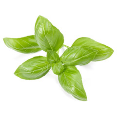 sweet basil herb leaves isolated on white background. Genovese basil leaf.
