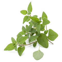 Fototapeta na wymiar Oregano or marjoram leaves isolated on white background cutout