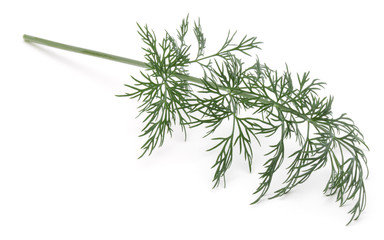 Close up shot of branch of fresh green dill herb leaves isolated on white background