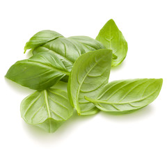 Sweet basil herb leaves handful isolated on white background closeup