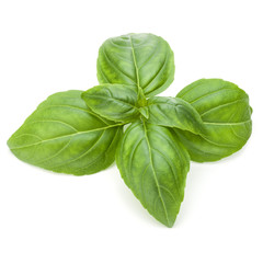 Close up studio shot of fresh green basil herb leaves isolated on white background. Sweet Genovese...