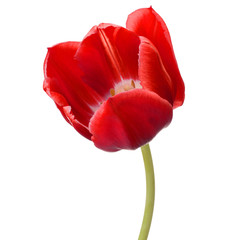Naklejka premium czerwony tulipan kwiat głowa na białym tle