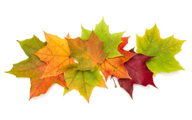 colorful autumn maple leaf isolated on white background