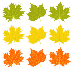 Set of autumn fallen leaves