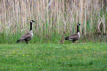 Canadian or Canada Geese WIth Goslings On Land in Spring