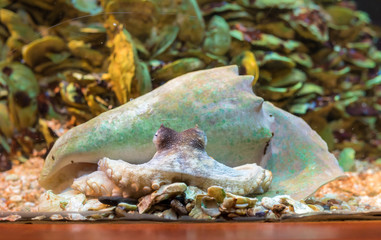 Octopus and Seashell 