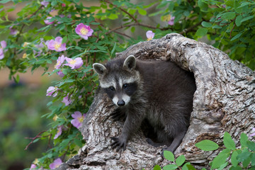 Baby Raccoon © Dee Carpenter