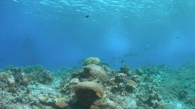 Shallow water of an coral reef with plenty fish. 4k footage