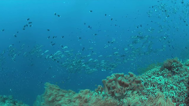 Colorful coral reef with a school of Black Snapper and plenty small fish. 4k footage
