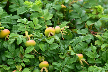 まだ青いハマナスの実