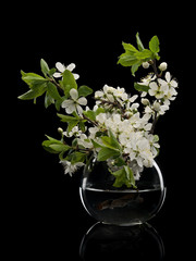 Naklejka na ściany i meble Plum flowers in glass vase