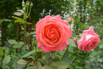 pink rose