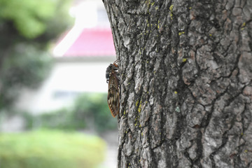 Fototapeta premium 日本の昆虫・住宅街で夏を謳歌する「蝉（アブラゼミ）」夏の日、夏を謳歌、はかないなどのイメージ