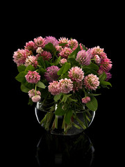 Clover flowers in glass vase