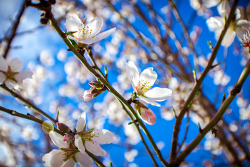 Almond Blossoms 1