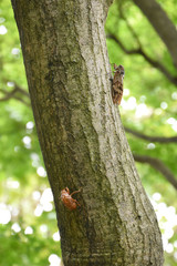 日本の昆虫「セミ（アブラゼミ・油蝉）」