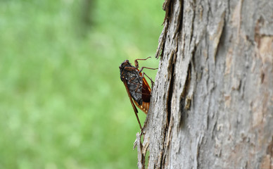 日本の昆虫「セミ（アブラゼミ・油蝉）」夏を謳歌する、恋愛、ひと夏の恋、精一杯生きるなどのイメージ