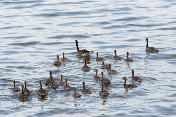 Candian or Canada Geese WIth Goslings Swimming on the river