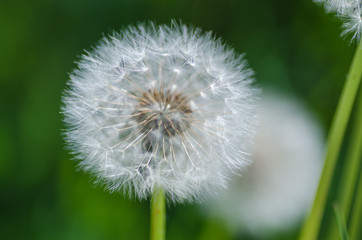 Fototapeta premium Dandelion macro detail