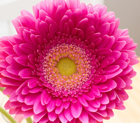 Gerber Daisy Close-up 