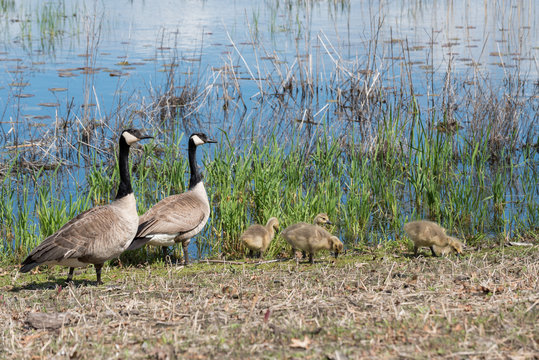 Candian or Canada Geese WIth Goslings on Shore, Near the Water