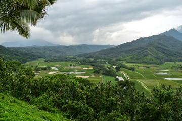 Fototapeta na wymiar Taro Fields Kauai