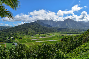 Kauai Fields 1