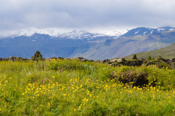Fototapeta na wymiar Beautiful yellow flowers in summer,Iceland