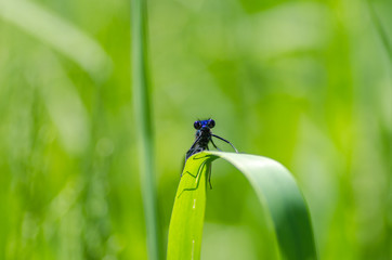 Dragonfly macro detail