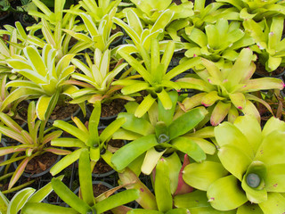 Bromeliad in The Garden