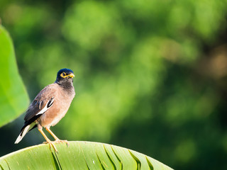 Starlings Bird Standing on Banana Leaf