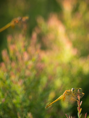 The Yellow Dragonfly Perched on The Red Leaf