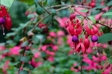 Pink flowers with a natural blurred background.